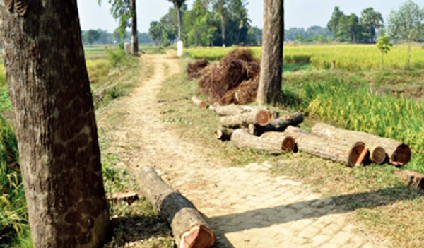 নির্বিচারে গাছ কাটা হল আমতার গ্রামে, ক্ষোভ