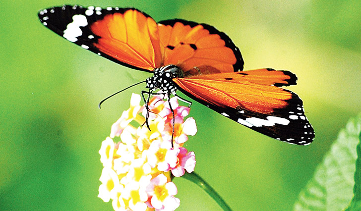 মধুর খোঁজে