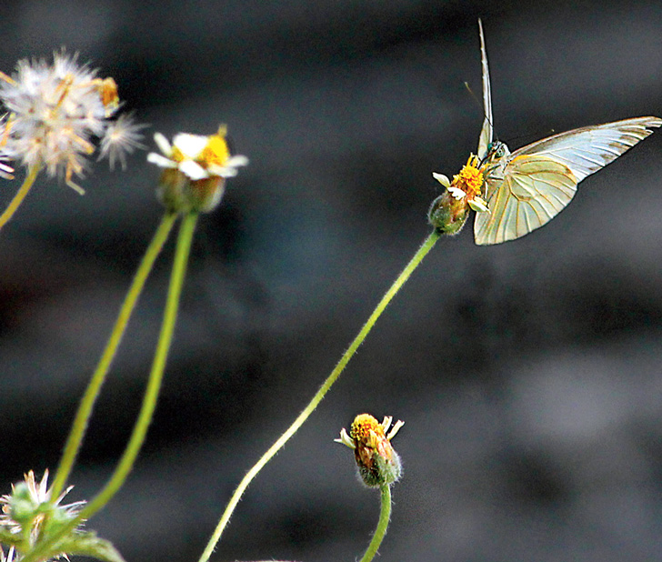 মধুর টানে