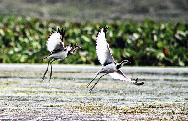 ডানা মেলে