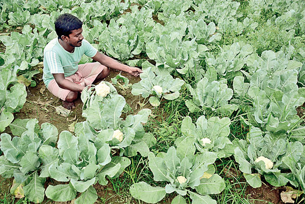 ভিন্‌ রাজ্যের ফুলকপি আসায় দাম মিলছে না, দাবি স্থানীয় চাষিদের