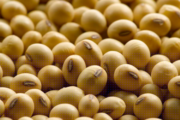 Soybean May Protect Against Bone Loss