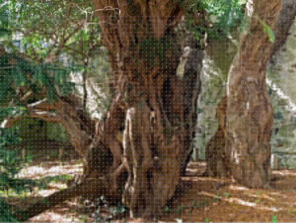  Tree changing sex in after thousand years dgtl