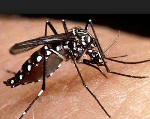 dengue snatched another life in city dgtl