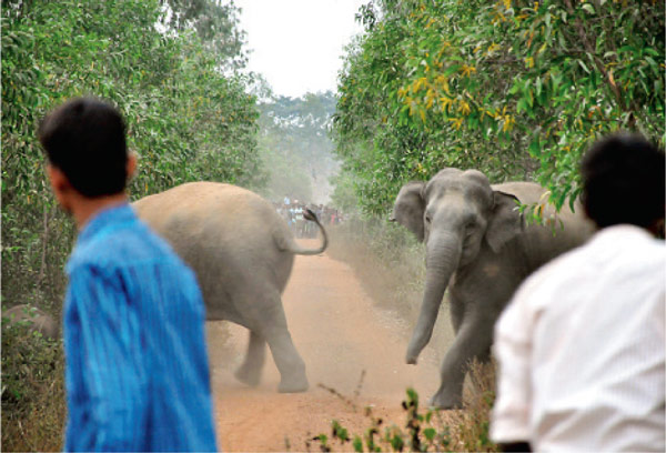 হাতি আটকাতে পৌনে তিন কোটি টাকা ঢালছে বন বিভাগ