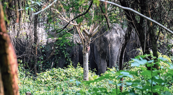 জঙ্গলে হাতির দল