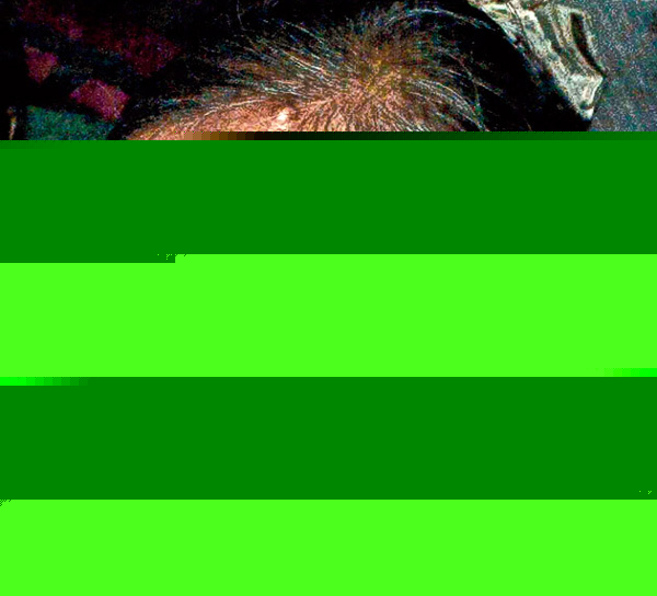 Sarbani Roy lashes out against Government after being removed dgtl