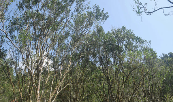 ফলন কম বক্সায়, দাম বাড়তে পারে কমলার