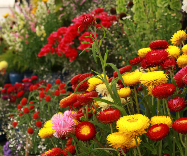 Municipalitie's Annual Flower Show Is Postponed dgtl