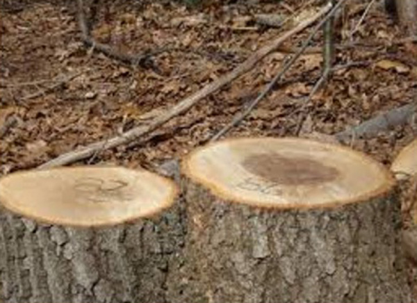 Illegal cut down of tress dgtl