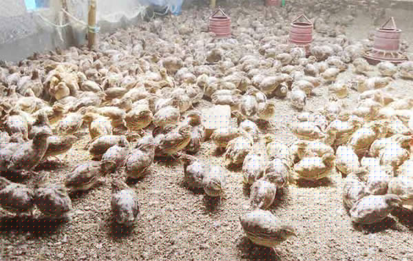 koel bird farming is in full swing in Burdwan by 2 Doctors dgtl