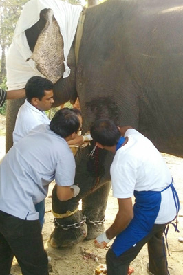 Tumor surgery of  an elephant in jaldapara forest dgtl