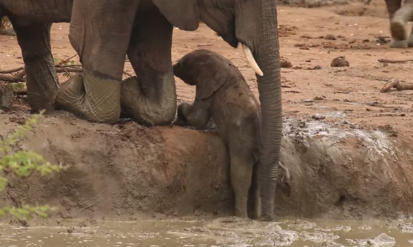 Touching video of rescueing calf from waterhole dgtl