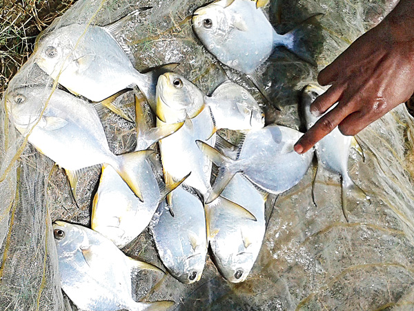 বাঙালির পাতে পমপ্যানো আনতে উদ্যোগী রাজ্য