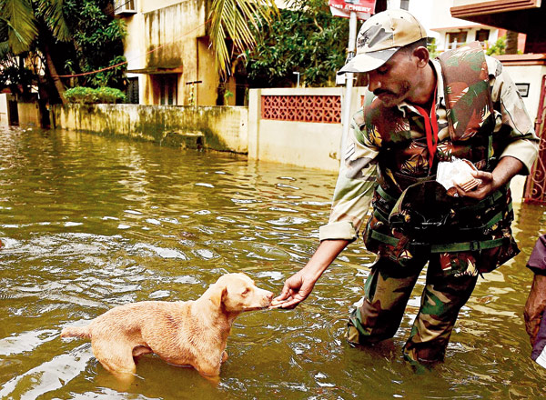 বন্ধু। ত্রাণের ভাগ পেল রাস্তার কুকুরও। শনিবার চেন্নাইয়ের ভেলাচেরিতে। ছবি: পিটিআই।