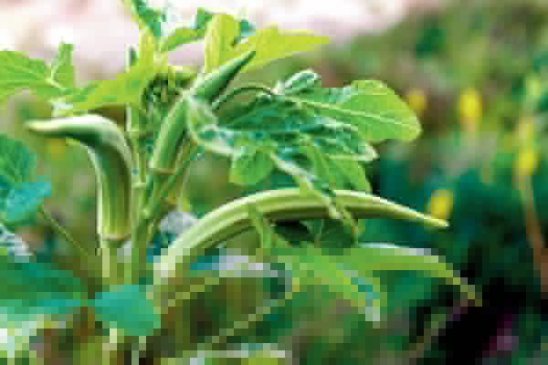 Profit in off season ladies finger farming