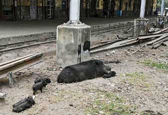 উদ্যোগ নেই শুয়োর সরানোর, সোয়াইন ফ্লু-র আশঙ্কা শহরে