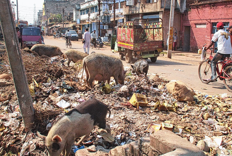 যত্রতত্র খোঁয়াড়, ক্ষোভ শুয়োরের উত্‌পাতে