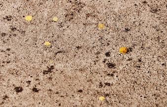 হলুদ বৃষ্টি দেখতে ভিড় মেশেড়ায়