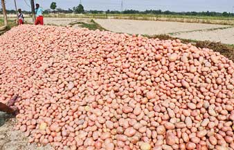 Potato wholesale price falls, two farmers commit suicide