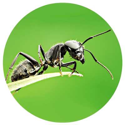 ক্ষুদ্র, কিন্তু তুচ্ছ নই