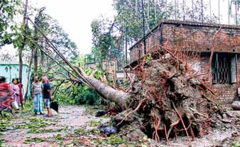 কাঁকিনাড়ার কেউটিয়ায় ঝড়ের দাপটে ভেঙে পড়েছে গাছ।