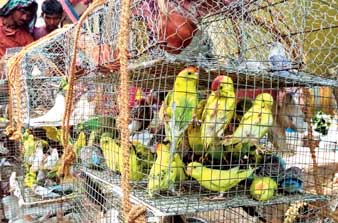 Parrots small birds are being sold at Tarakeswar gajon mela
