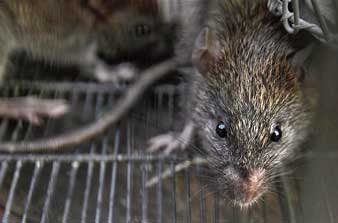 Night life of rat hunters in Mumbai