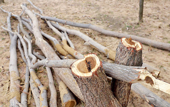 গাছ চুরিতে এখনও অধরা অভিযুক্তরা