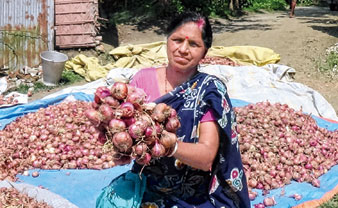 ক্ষতি এড়াতেই অনেকে পেঁয়াজ চাষ করছেন। —নিজস্ব চিত্র।