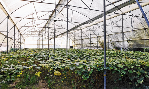 successful agriculture by co operative formula at amdanga babpur makes farmers rich in production