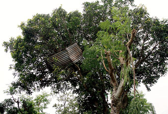 Storm attacks at haldibari