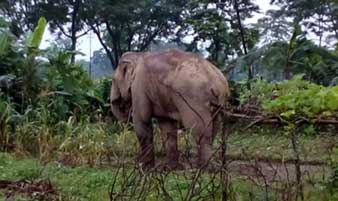 daily work stopped at doors tea garden after tusker attack