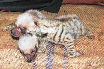 খুনসুটি