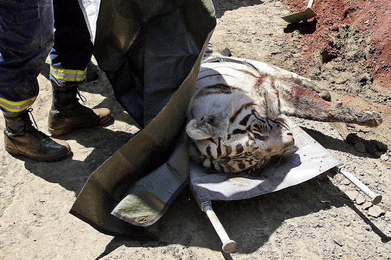 Georgia police shoot tiger that killed man after zoo escape