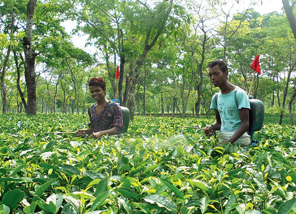 সুরক্ষা ছাড়া বাগানে কীটনাশক ছড়াতে হচ্ছে রবি, কিরণদের