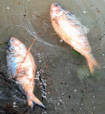 hilsa like fish found in teesta