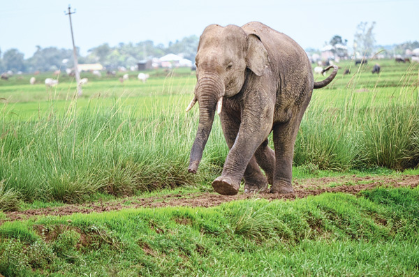 পূর্বস্থলী থেকে কাটোয়ায় ফিরে এল হাতি, হামলায় জখম যুবক