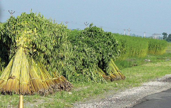 খাল-বিলে জল নেই, শুকিয়ে যাচ্ছে পাট