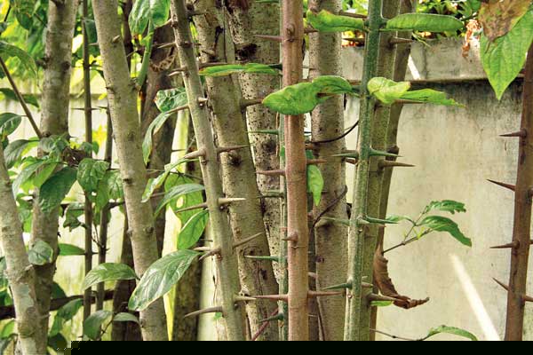 মদনমোহন মন্দির চত্বরে ময়না গাছ। ছবি: হিমাংশুরঞ্জন দেব।