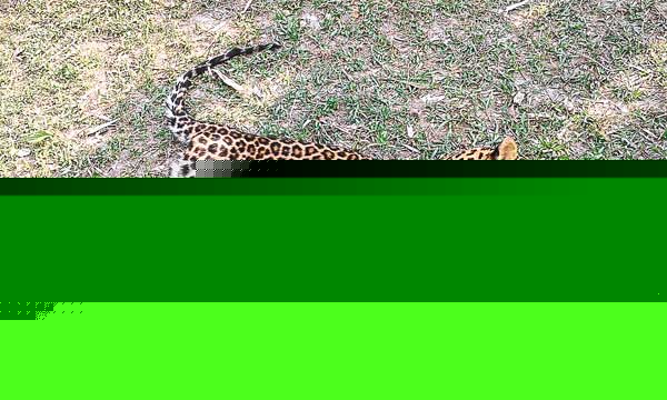 চিতাবাঘের শাবককে পিটিয়ে খুন