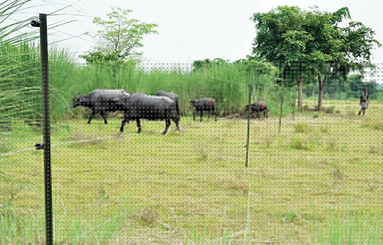 ভরা নদ আর বিদ্যুতের তারে আটকে হাতির দল