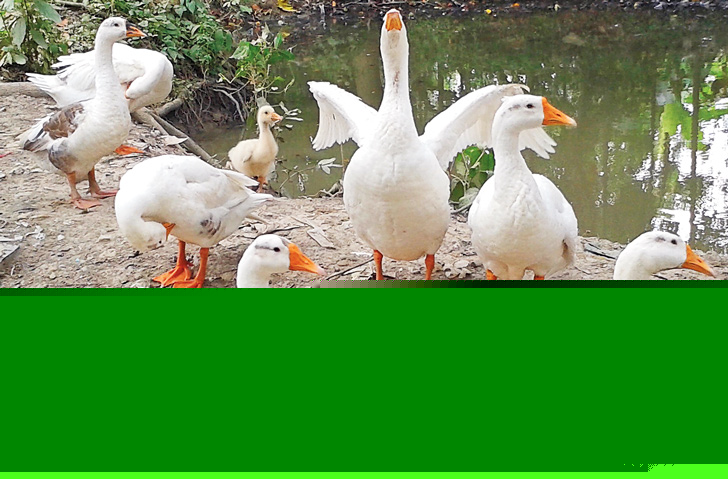 পুকুর পাড়ের আড্ডা