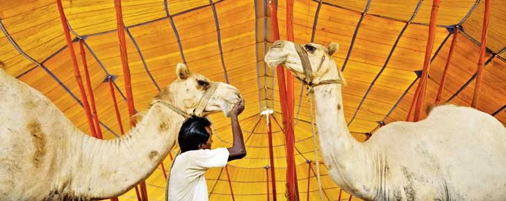 উটের ভোজন