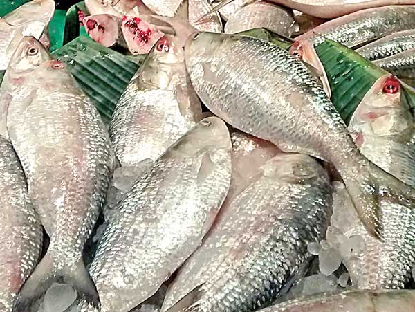 frustrated bengali asks why hilsa still out of their reach inspite of good supply in early july