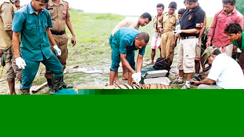 মৃত টাইগার 