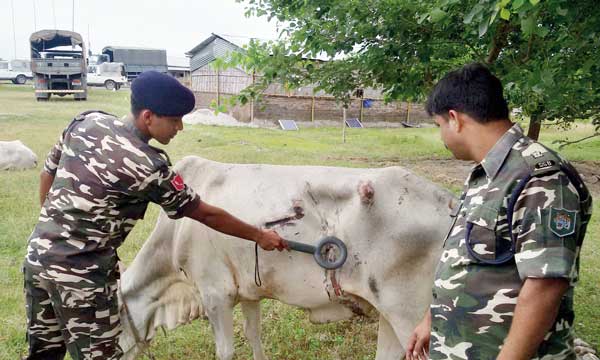 গরুর পেটে বিপ বিপ, হল এক্স-রে