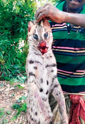 মেছো বিড়াল মেরে পোস্ট ফেসবুকে, ধৃত ৫