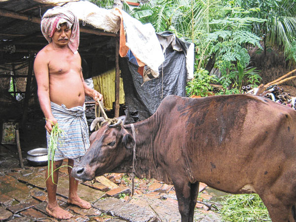 বানভাসি এলাকায় গোখাদ্যের অভাব, সমস্যায় দুধ বিক্রেতারা