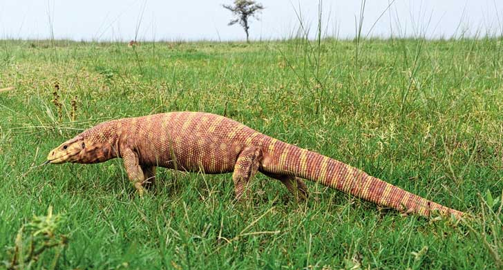 ডাঙার খোঁজে